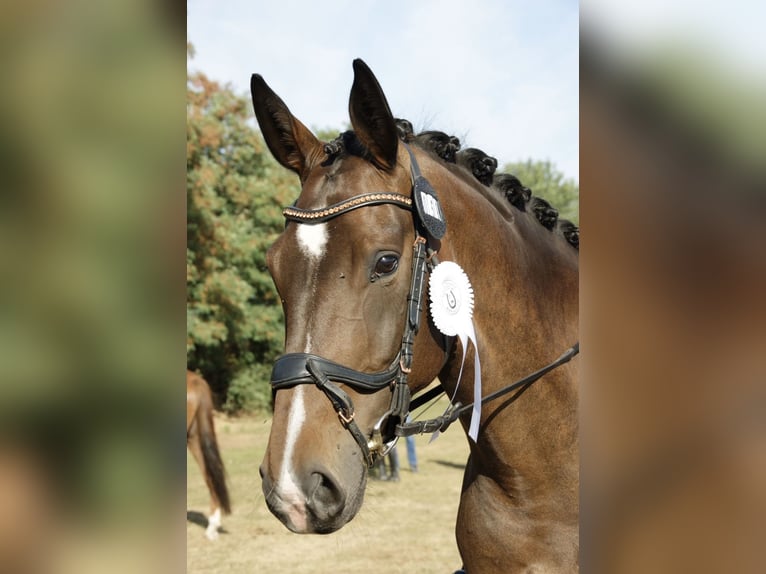 Hanoverian, Mare, 10 years, 16 hh, Bay-Dark