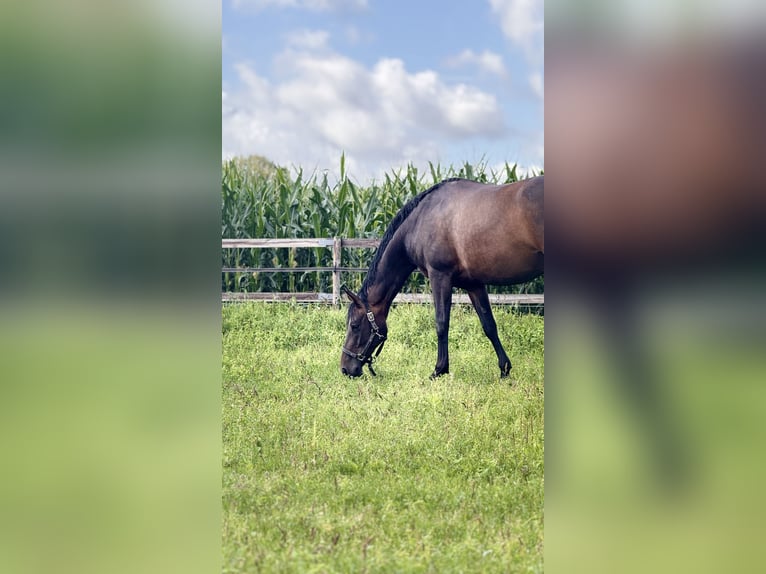 Hanoverian Mare 10 years 16 hh Bay-Dark in D&#xF6;tlingen
