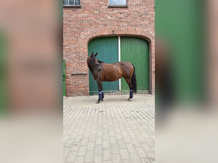 Hanoverian Mare 10 years 16 hh Bay-Dark in D&#xF6;tlingen