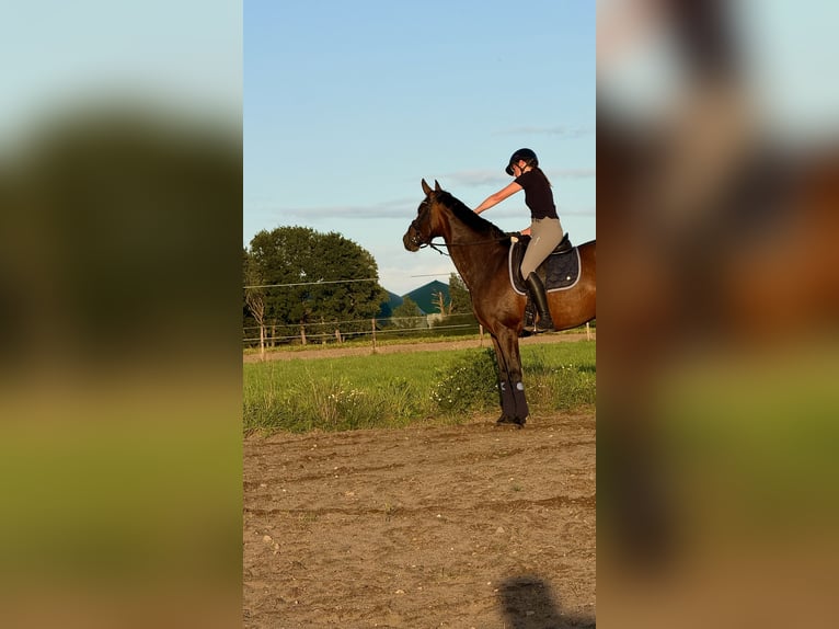 Hanoverian Mare 10 years 16 hh Bay-Dark in D&#xF6;tlingen