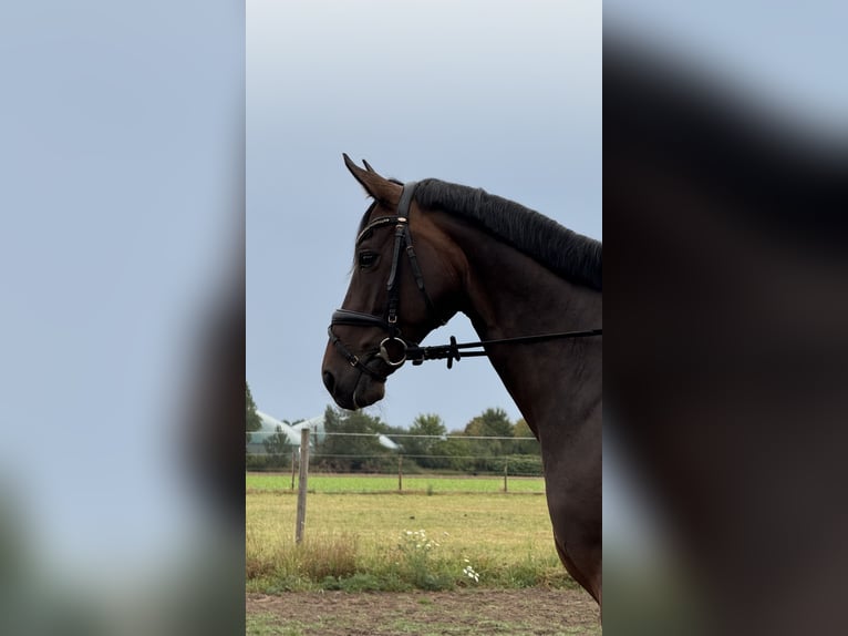 Hanoverian Mare 10 years 16 hh Bay-Dark in D&#xF6;tlingen