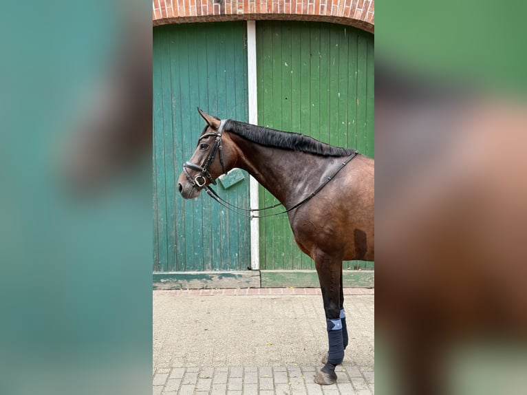 Hanoverian Mare 10 years 16 hh Bay-Dark in D&#xF6;tlingen