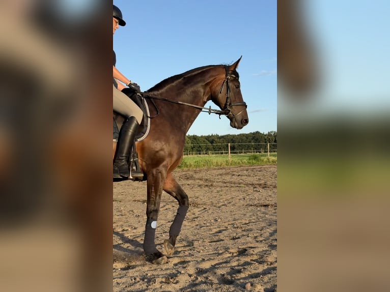 Hanoverian Mare 10 years 16 hh Bay-Dark in D&#xF6;tlingen