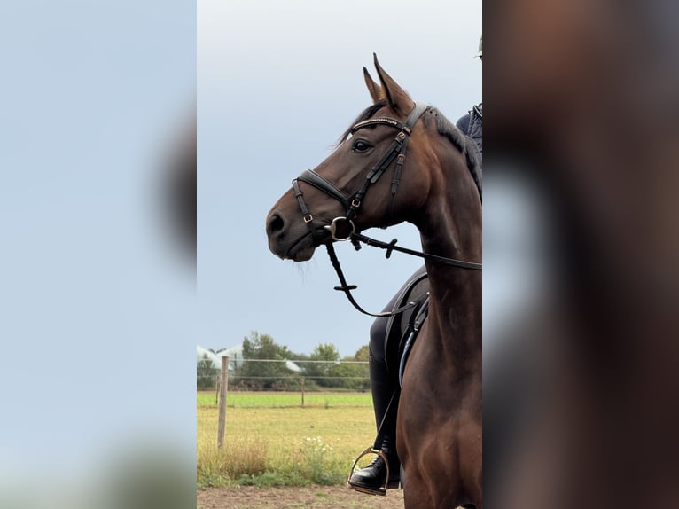 Hanoverian Mare 10 years 16 hh Bay-Dark in D&#xF6;tlingen