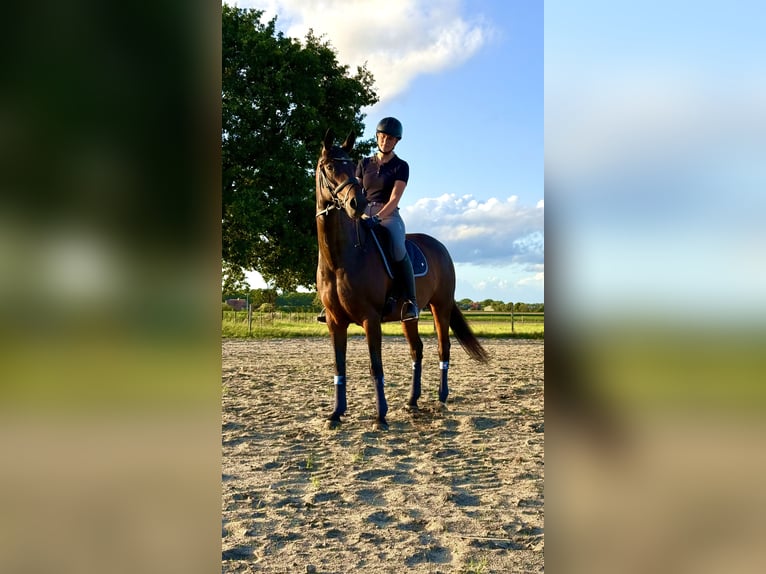 Hanoverian Mare 10 years 16 hh Bay-Dark in D&#xF6;tlingen