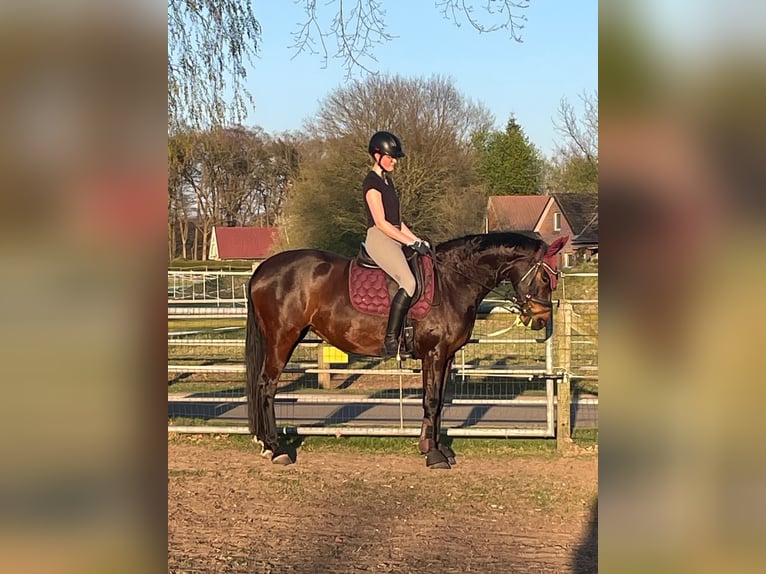 Hanoverian Mare 10 years 16 hh Bay-Dark in D&#xF6;tlingen