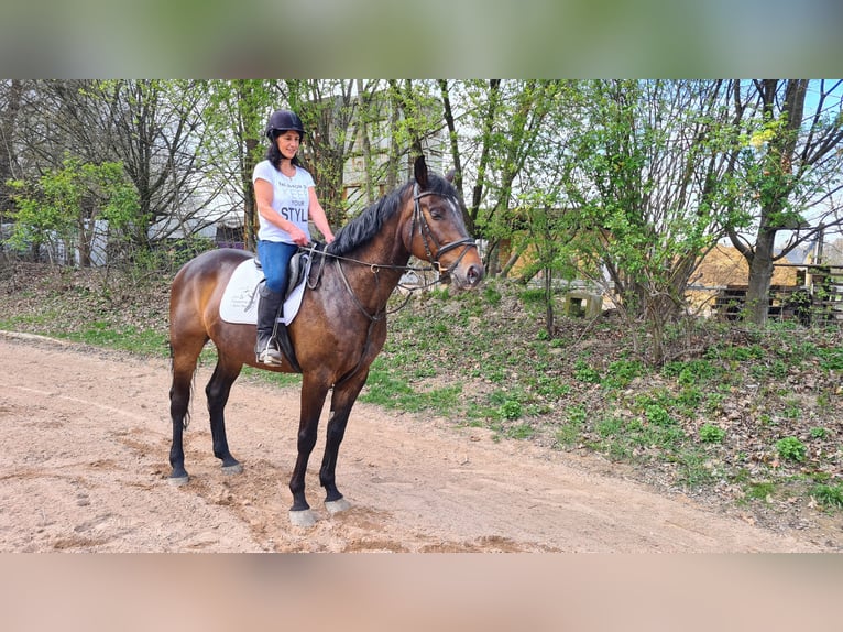 Hanoverian Mare 10 years 16 hh Bay-Dark in Neuburg an der Donau