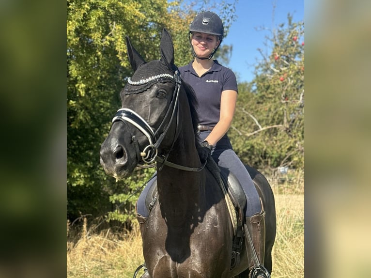 Hanoverian Mare 10 years 16 hh Black in Marlow