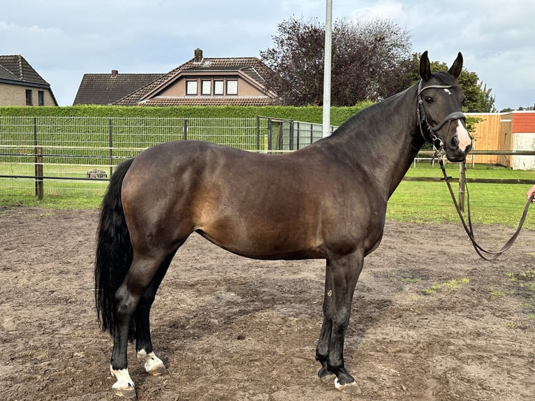 Hanoverian Mare 10 years 16 hh Black in Stuhr