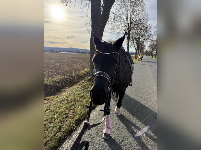Hanoverian Mare 10 years 16 hh Black in Salzgitter HohenrodeSalzgitter