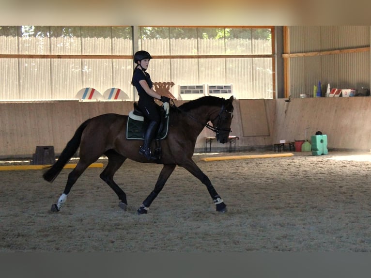 Hanoverian Mare 10 years 16 hh Brown in Goslar Hahndorf