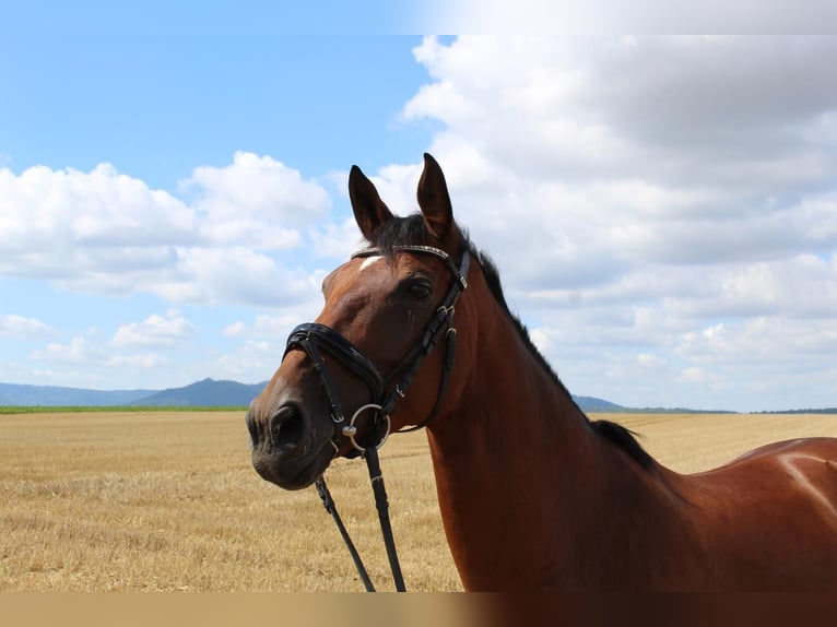 Hanoverian Mare 10 years 16 hh Brown in Goslar Hahndorf