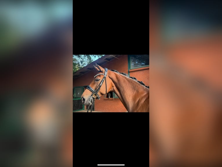 Hanoverian Mare 10 years 16 hh Brown in Petershagen