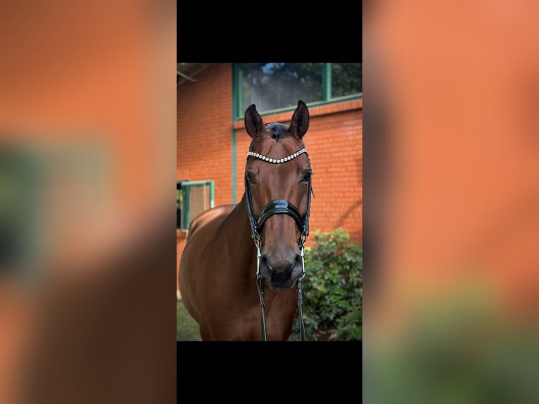 Hanoverian Mare 10 years 16 hh Brown in Petershagen