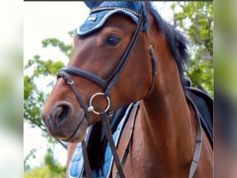 Hanoverian Mare 10 years 16 hh Brown in Oberursel