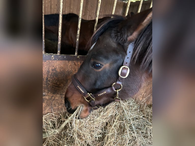 Hanoverian Mare 10 years 16 hh Brown in Oberursel