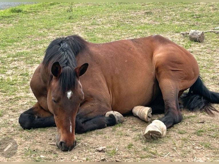 Hanoverian Mare 10 years 16 hh Brown in Oberursel
