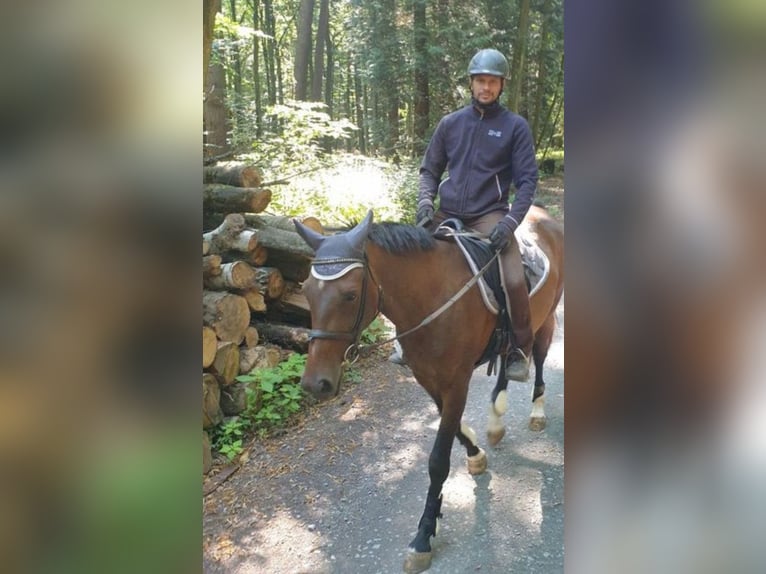 Hanoverian Mare 10 years 16 hh Brown in Oberursel