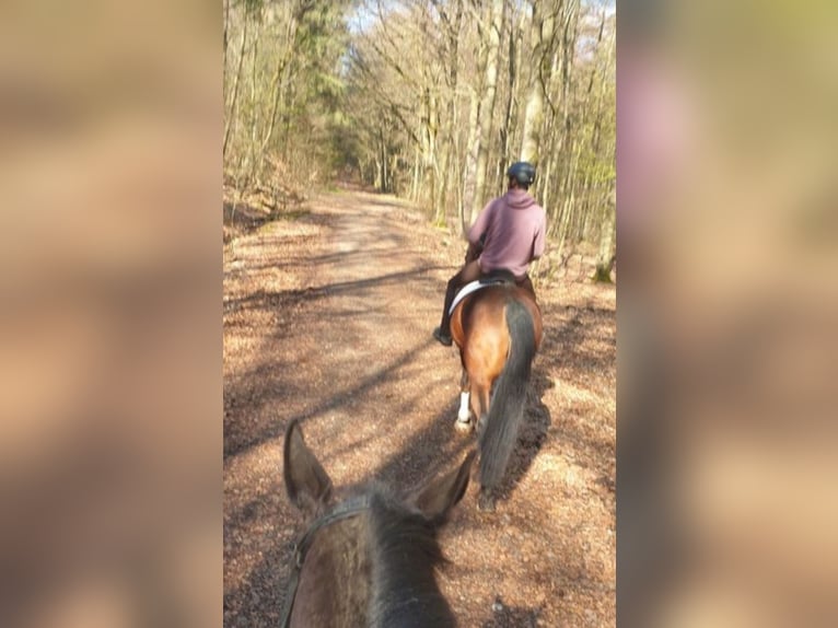 Hanoverian Mare 10 years 16 hh Brown in Oberursel