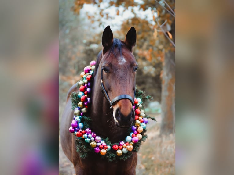 Hanoverian Mare 10 years 16 hh Brown in Recke