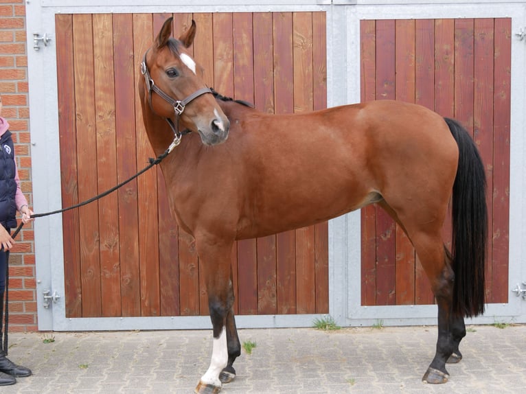 Hanoverian Mare 10 years 16 hh Brown in Dorsten