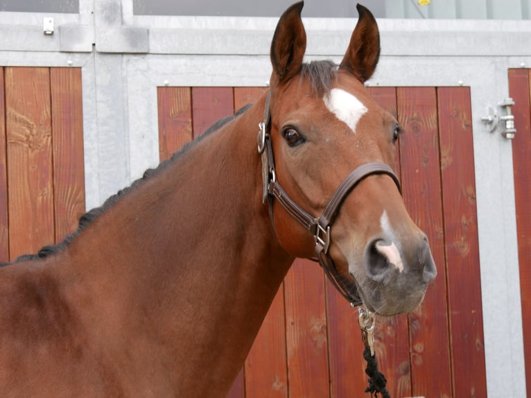 Hanoverian Mare 10 years 16 hh Brown in Dorsten