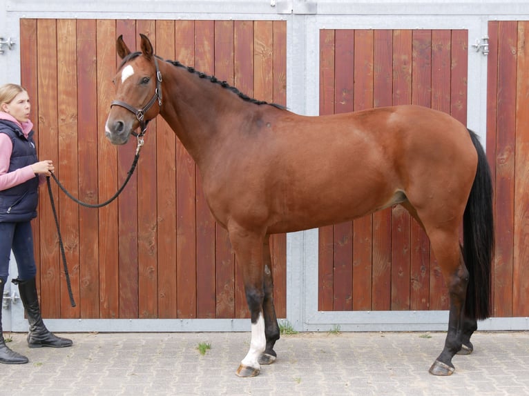 Hanoverian Mare 10 years 16 hh Brown in Dorsten