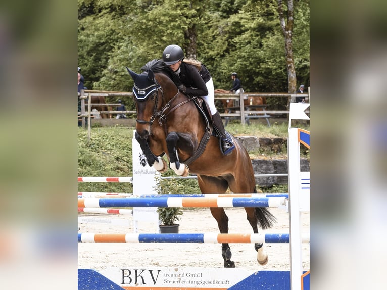 Hanoverian Mare 10 years 16 hh Brown in Trochtelfingen