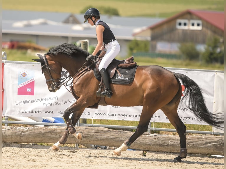 Hanoverian Mare 10 years 16 hh Brown in Trochtelfingen