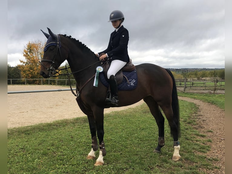 Hanoverian Mare 10 years 16 hh Brown in Trochtelfingen