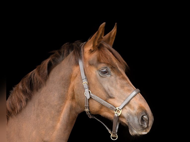 Hanoverian Mare 10 years 16 hh Chestnut in Bruchsal