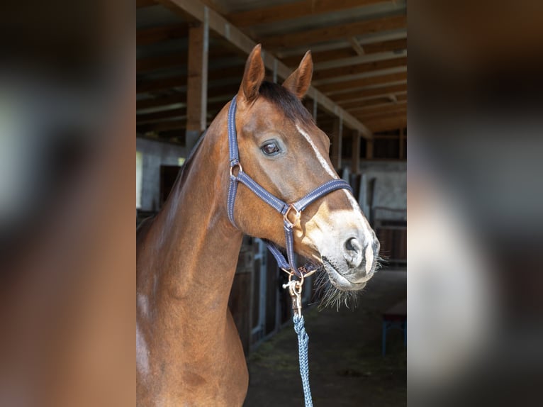 Hanoverian Mare 10 years 16 hh Chestnut in Zernien