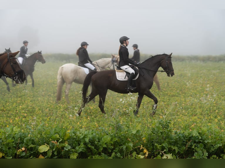 Hanoverian Mare 10 years 16 hh Chestnut in Zernien