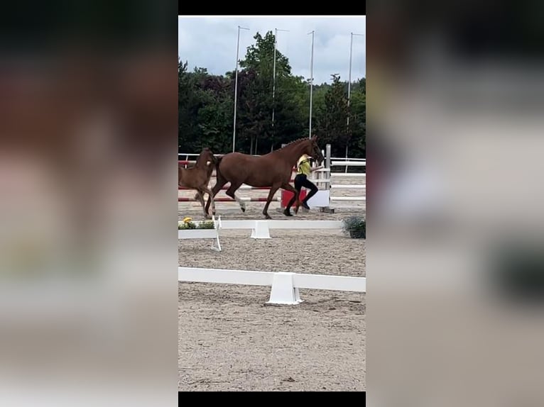 Hanoverian Mare 10 years 16 hh Chestnut-Red in Salem