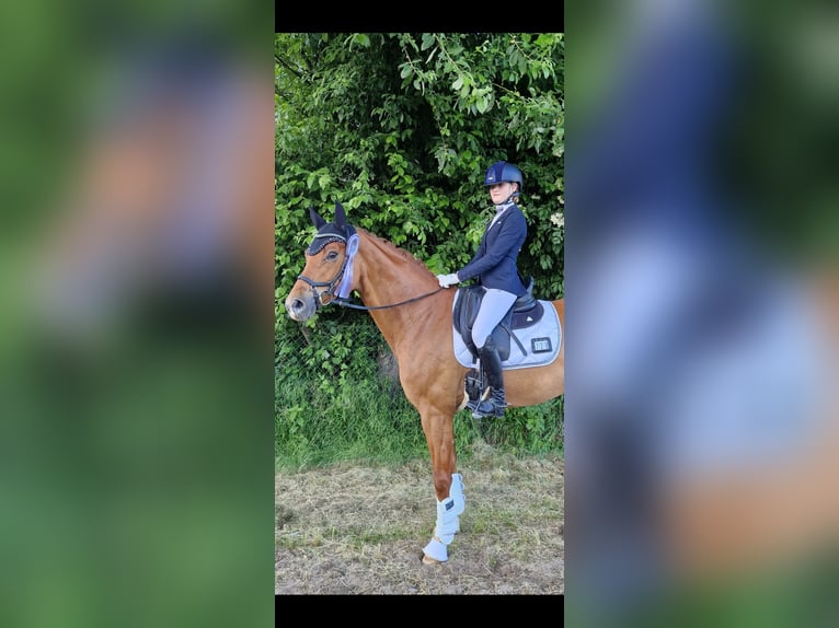 Hanoverian Mare 10 years 16 hh Chestnut-Red in Hünfelden