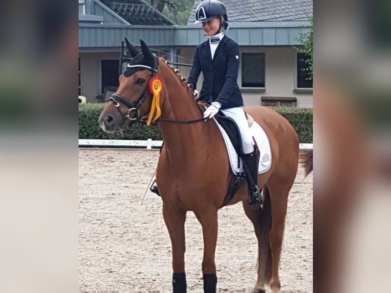 Hanoverian Mare 10 years 16 hh Chestnut-Red in Hünfelden