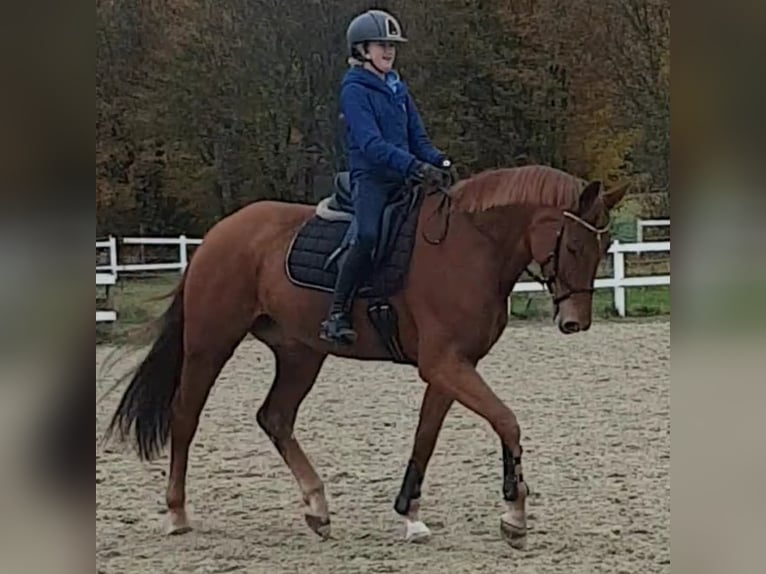 Hanoverian Mare 10 years 16 hh Chestnut-Red in Hünfelden