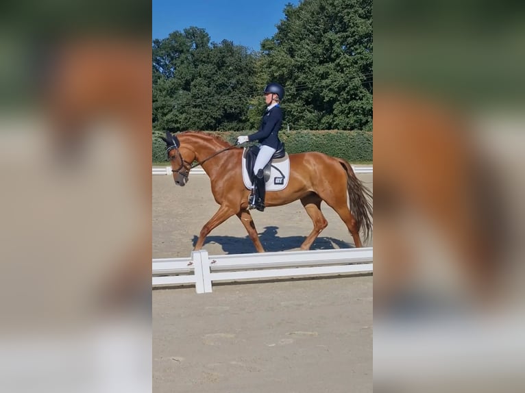 Hanoverian Mare 10 years 16 hh Chestnut-Red in Hünfelden