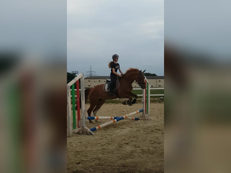 Hanoverian Mare 10 years 16 hh Chestnut-Red in Hünfelden