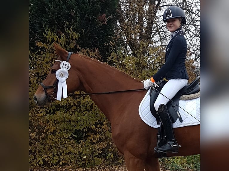 Hanoverian Mare 10 years 16 hh Chestnut-Red in Hünfelden