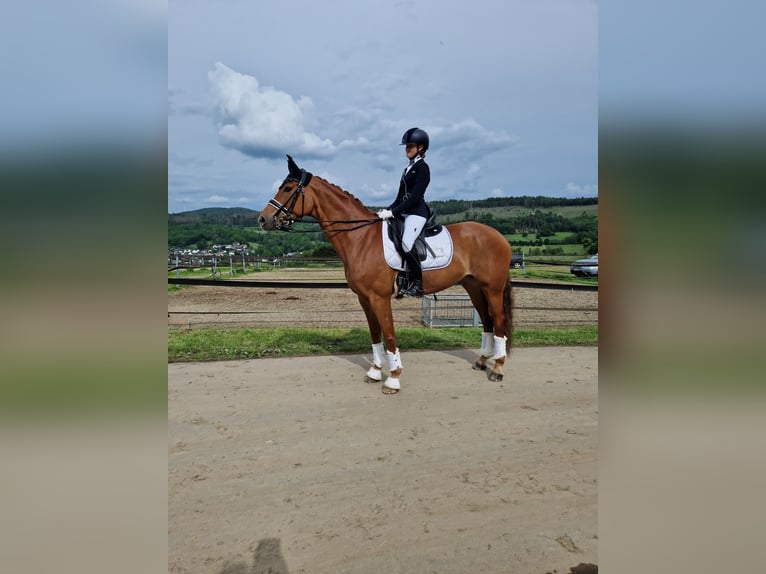 Hanoverian Mare 10 years 16 hh Chestnut-Red in Hünfelden