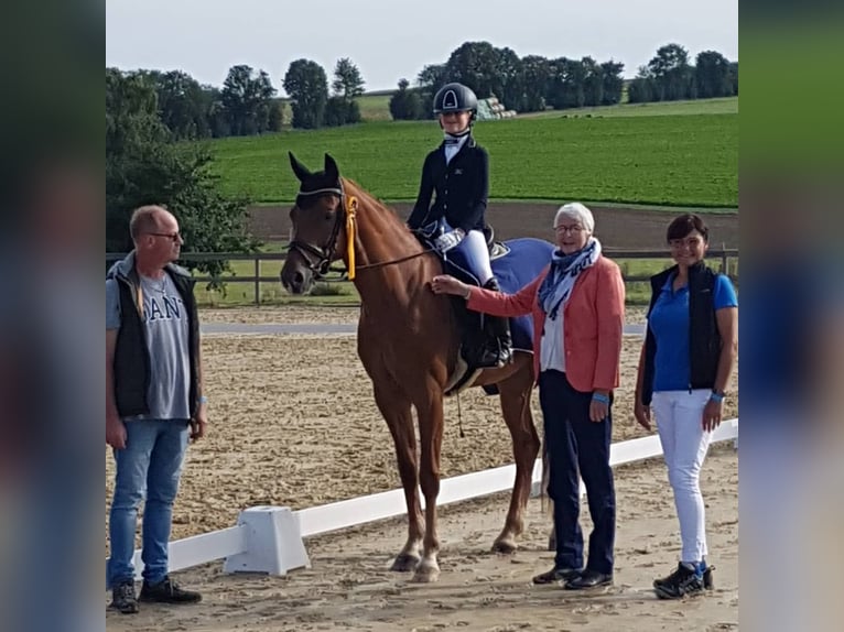 Hanoverian Mare 10 years 16 hh Chestnut-Red in Hünfelden