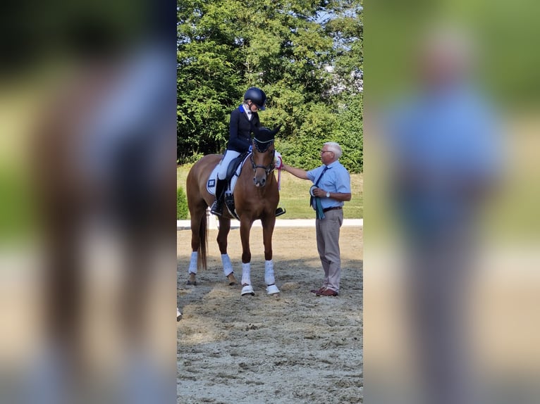 Hanoverian Mare 10 years 16 hh Chestnut-Red in Hünfelden