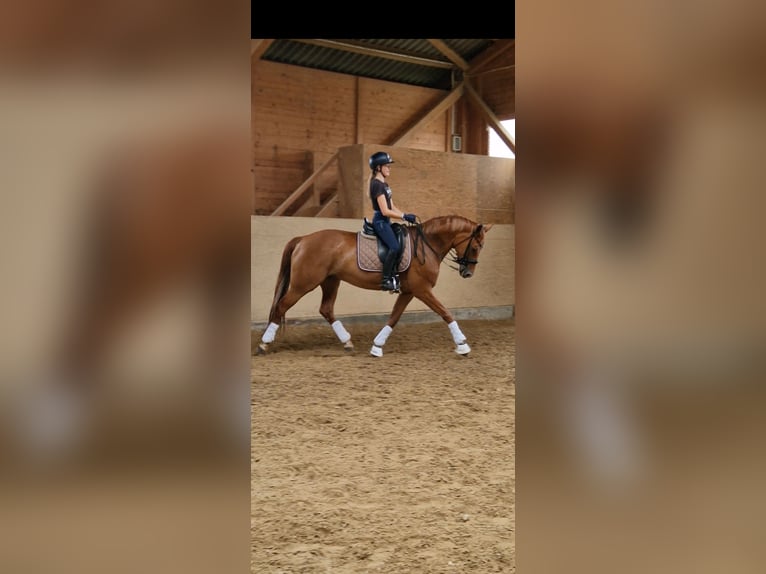 Hanoverian Mare 10 years 16 hh Chestnut-Red in Hünfelden