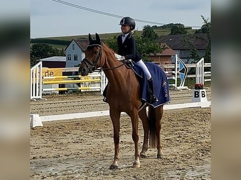 Hanoverian Mare 10 years 16 hh Chestnut-Red in Hünfelden