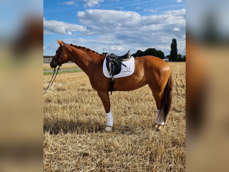 Hanoverian Mare 10 years 16 hh Chestnut-Red in Hünfelden