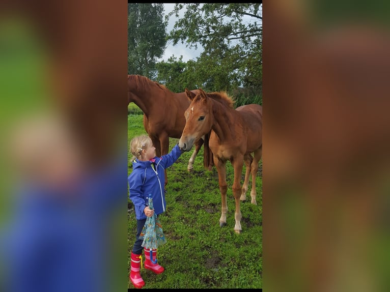 Hanoverian Mare 10 years 16 hh Chestnut-Red in Hünfelden