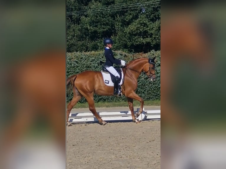 Hanoverian Mare 10 years 16 hh Chestnut-Red in Hünfelden