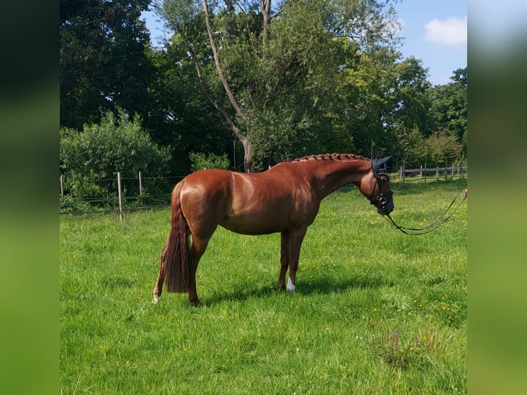 Hanoverian Mare 10 years 16 hh Chestnut-Red in Teningen
