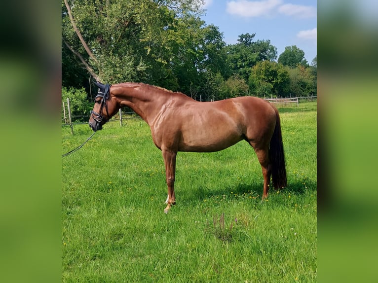 Hanoverian Mare 10 years 16 hh Chestnut-Red in Teningen